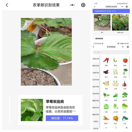 一款能識別260多種農作物病蟲害的小程序,你一定沒用過！