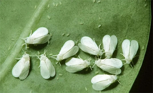 白粉虱很容易造成蔬菜減產，用農掌郎了解防治方法